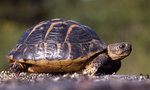 tortue de hermann.jpg